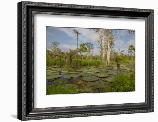 Giant Water Lilies Only Found in the Amazon on the Flood Plains-Mallorie Ostrowitz-Framed Photographic Print