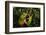 Giant waxy monkey frog Lowland Amazon rainforest, Peru-Alex Hyde-Framed Photographic Print