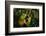 Giant waxy monkey frog Lowland Amazon rainforest, Peru-Alex Hyde-Framed Photographic Print