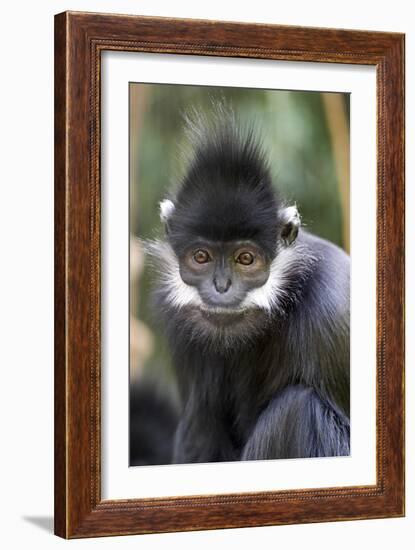 Gibbon Up Close-Lantern Press-Framed Art Print