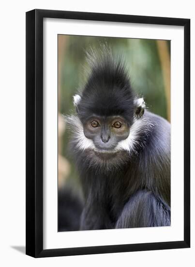 Gibbon Up Close-Lantern Press-Framed Art Print