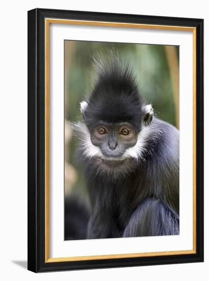 Gibbon Up Close-Lantern Press-Framed Art Print