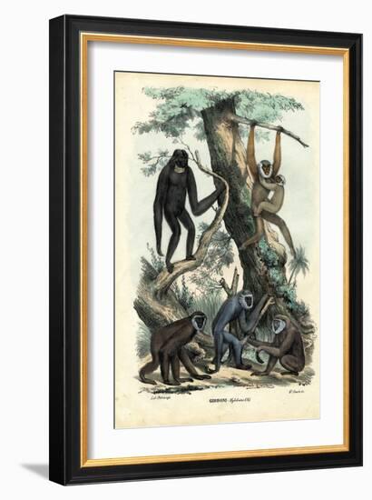 Gibbons, 1863-79-Raimundo Petraroja-Framed Giclee Print