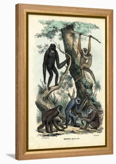 Gibbons, 1863-79-Raimundo Petraroja-Framed Premier Image Canvas