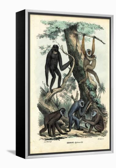 Gibbons, 1863-79-Raimundo Petraroja-Framed Premier Image Canvas