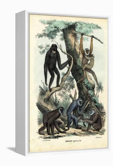 Gibbons, 1863-79-Raimundo Petraroja-Framed Premier Image Canvas