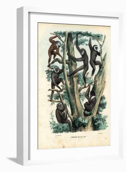 Gibbons, 1863-79-Raimundo Petraroja-Framed Giclee Print