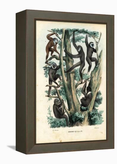 Gibbons, 1863-79-Raimundo Petraroja-Framed Premier Image Canvas