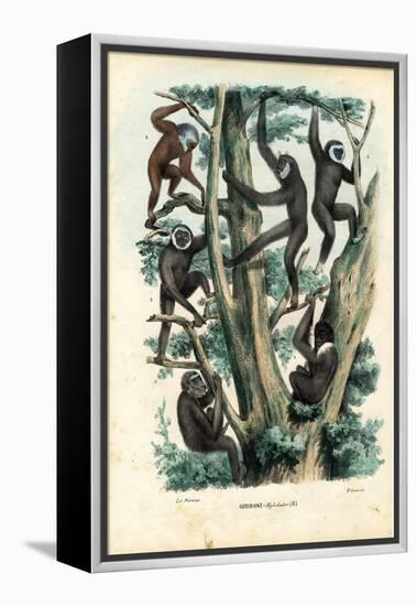 Gibbons, 1863-79-Raimundo Petraroja-Framed Premier Image Canvas