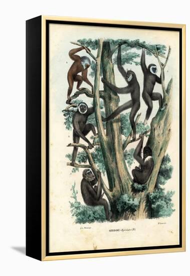 Gibbons, 1863-79-Raimundo Petraroja-Framed Premier Image Canvas