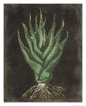Agave Botanical I-Giclee Studio-Mounted Giclee Print