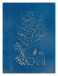 Agave Botanical I-Giclee Studio-Giclee Print