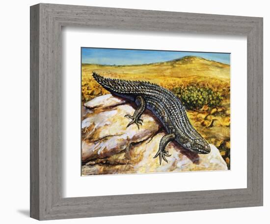 Gidgee Spiny-Tailed Skink or Stoke's Skink (Egernia Stokesii), Scincidae-null-Framed Giclee Print