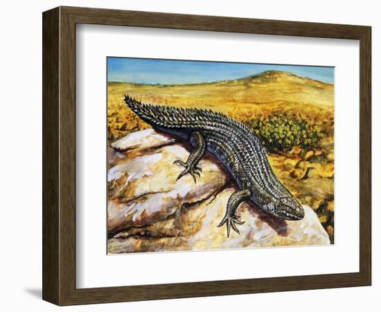 Gidgee Spiny-Tailed Skink or Stoke's Skink (Egernia Stokesii), Scincidae-null-Framed Giclee Print