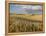 Gield of 6 Row Barley Ripening in the Afternoon Sun, Spokane County, Washington, Usa-Greg Probst-Framed Premier Image Canvas