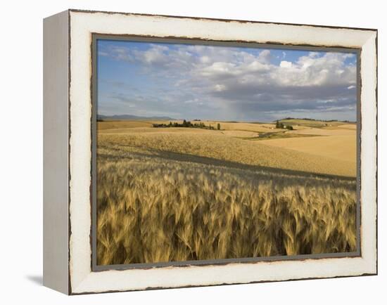 Gield of 6 Row Barley Ripening in the Afternoon Sun, Spokane County, Washington, Usa-Greg Probst-Framed Premier Image Canvas