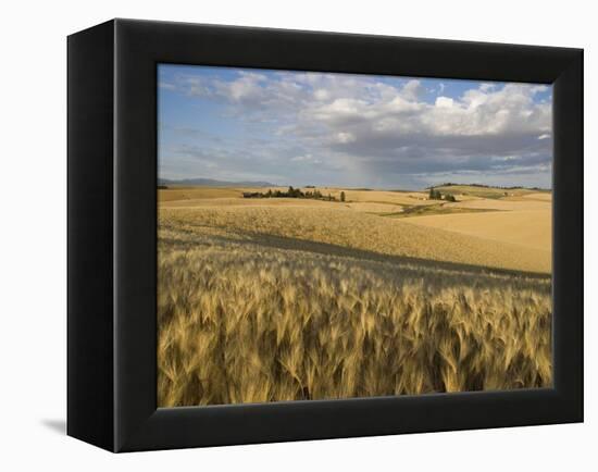 Gield of 6 Row Barley Ripening in the Afternoon Sun, Spokane County, Washington, Usa-Greg Probst-Framed Premier Image Canvas