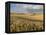 Gield of 6 Row Barley Ripening in the Afternoon Sun, Spokane County, Washington, Usa-Greg Probst-Framed Premier Image Canvas