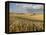 Gield of 6 Row Barley Ripening in the Afternoon Sun, Spokane County, Washington, Usa-Greg Probst-Framed Premier Image Canvas