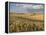 Gield of 6 Row Barley Ripening in the Afternoon Sun, Spokane County, Washington, Usa-Greg Probst-Framed Premier Image Canvas