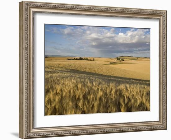 Gield of 6 Row Barley Ripening in the Afternoon Sun, Spokane County, Washington, Usa-Greg Probst-Framed Photographic Print