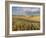 Gield of 6 Row Barley Ripening in the Afternoon Sun, Spokane County, Washington, Usa-Greg Probst-Framed Photographic Print