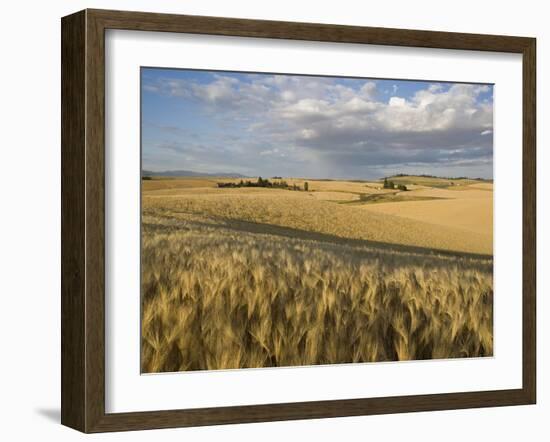 Gield of 6 Row Barley Ripening in the Afternoon Sun, Spokane County, Washington, Usa-Greg Probst-Framed Photographic Print