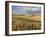 Gield of 6 Row Barley Ripening in the Afternoon Sun, Spokane County, Washington, Usa-Greg Probst-Framed Photographic Print