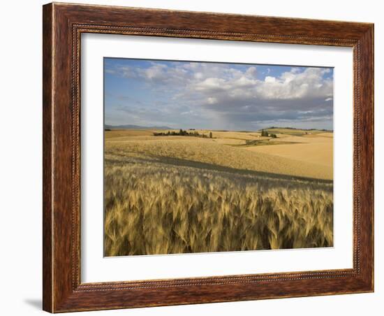 Gield of 6 Row Barley Ripening in the Afternoon Sun, Spokane County, Washington, Usa-Greg Probst-Framed Photographic Print