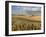 Gield of 6 Row Barley Ripening in the Afternoon Sun, Spokane County, Washington, Usa-Greg Probst-Framed Photographic Print