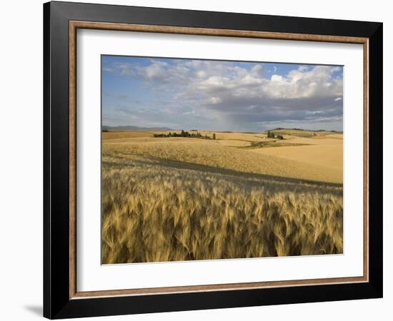 Gield of 6 Row Barley Ripening in the Afternoon Sun, Spokane County, Washington, Usa-Greg Probst-Framed Photographic Print