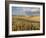 Gield of 6 Row Barley Ripening in the Afternoon Sun, Spokane County, Washington, Usa-Greg Probst-Framed Photographic Print