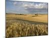 Gield of 6 Row Barley Ripening in the Afternoon Sun, Spokane County, Washington, Usa-Greg Probst-Mounted Photographic Print