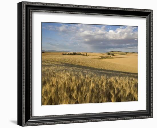 Gield of 6 Row Barley Ripening in the Afternoon Sun, Spokane County, Washington, Usa-Greg Probst-Framed Photographic Print