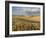 Gield of 6 Row Barley Ripening in the Afternoon Sun, Spokane County, Washington, Usa-Greg Probst-Framed Photographic Print