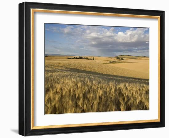 Gield of 6 Row Barley Ripening in the Afternoon Sun, Spokane County, Washington, Usa-Greg Probst-Framed Photographic Print