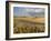 Gield of 6 Row Barley Ripening in the Afternoon Sun, Spokane County, Washington, Usa-Greg Probst-Framed Photographic Print