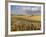 Gield of 6 Row Barley Ripening in the Afternoon Sun, Spokane County, Washington, Usa-Greg Probst-Framed Photographic Print