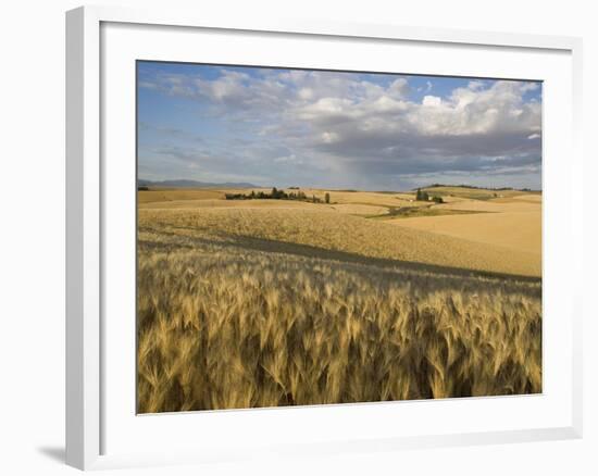 Gield of 6 Row Barley Ripening in the Afternoon Sun, Spokane County, Washington, Usa-Greg Probst-Framed Photographic Print