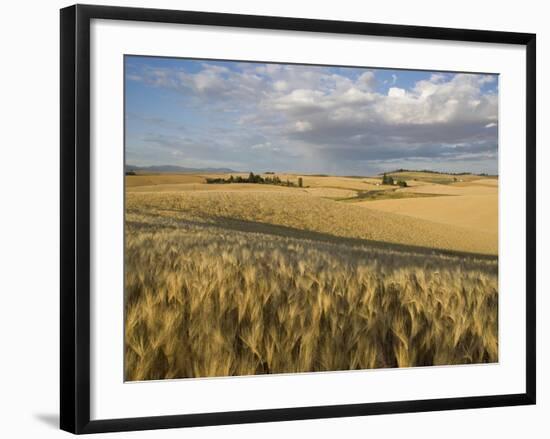 Gield of 6 Row Barley Ripening in the Afternoon Sun, Spokane County, Washington, Usa-Greg Probst-Framed Photographic Print