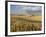 Gield of 6 Row Barley Ripening in the Afternoon Sun, Spokane County, Washington, Usa-Greg Probst-Framed Photographic Print