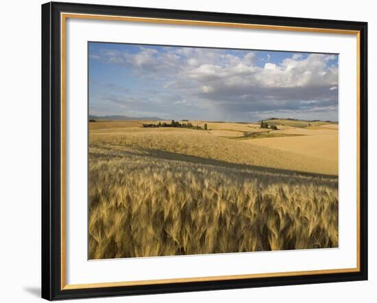 Gield of 6 Row Barley Ripening in the Afternoon Sun, Spokane County, Washington, Usa-Greg Probst-Framed Photographic Print