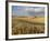 Gield of 6 Row Barley Ripening in the Afternoon Sun, Spokane County, Washington, Usa-Greg Probst-Framed Photographic Print