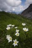 Alpine Pasqueflowers (Pulsatilla Alpina) in Flower, Liechtenstein, June 2009-Giesbers-Photographic Print