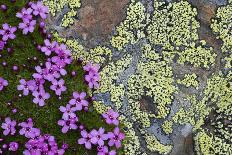 Alpine Forget-Me-Not (Myosotis Asiatica) in Flower, Liechtenstein, June 2009-Giesbers-Photographic Print