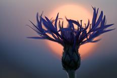 Gladiolus (Gladiolus Palustris) Flower, Liechtenstein, June 2009-Giesbers-Photographic Print