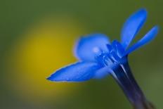 Gladiolus (Gladiolus Palustris) Flower, Liechtenstein, June 2009-Giesbers-Photographic Print