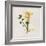 Gift Flower II-Bill Philip-Framed Giclee Print