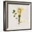 Gift Flower II-Bill Philip-Framed Giclee Print