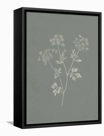 Gifts from the Meadow IV Sage-Sarah Adams-Framed Stretched Canvas